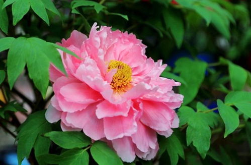 養花小技巧 牡丹不開花，一個小動作換來一片牡丹海