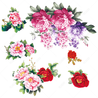 國色天香話牡丹 花卉素材中的王者風(fēng)范